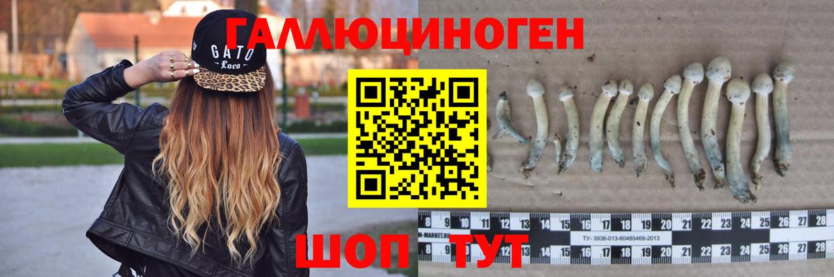 Галлюциногенные грибы Psilocybine cubensis Нефтекумск